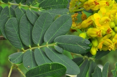 Libidibia ferrea ferrea