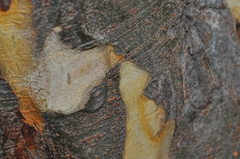 Libidibia ferrea ferrea