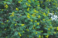 Libidibia ferrea ferrea