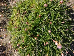 Armeria ruscinonensis