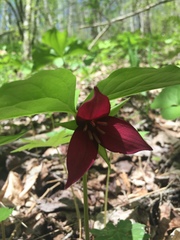 Trillium vaseyi