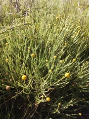 Pentzia globosa