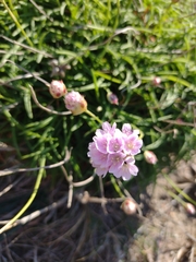 Armeria ruscinonensis