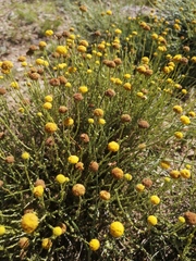 Pentzia globosa