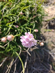 Armeria ruscinonensis