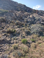 Armeria ruscinonensis
