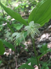 Prosartes maculata
