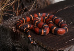 Lampropeltis annulata