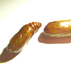 Cyanopepla fastuosa