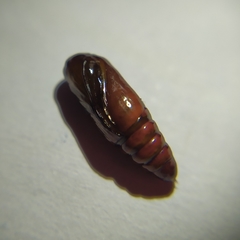 Cyanopepla fastuosa