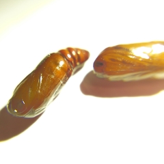 Cyanopepla fastuosa