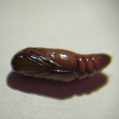 Cyanopepla fastuosa