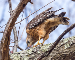 Buteo lineatus lineatus