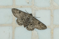 Cleora repulsaria