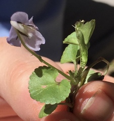 Viola appalachiensis