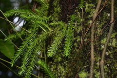 Phlegmariurus squarrosus