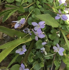 Viola appalachiensis