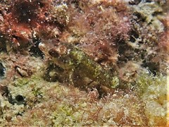 Helcogramma decurrens