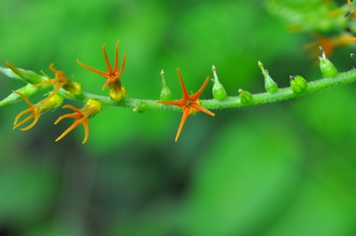 Myriopus rubicundus