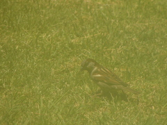 Passer domesticus