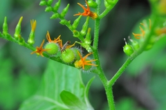 Myriopus