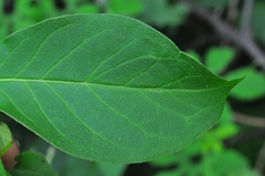 Myriopus