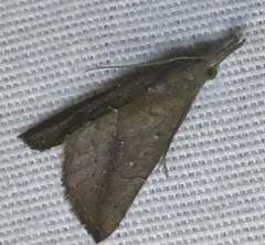 Hypena porrectalis