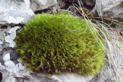 Flexitrichum gracile