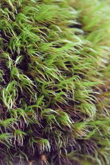 Flexitrichum gracile