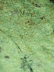 Psilolechia