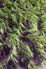 Flexitrichum gracile