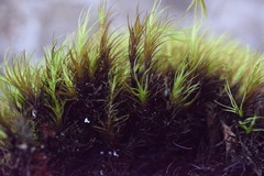 Flexitrichum gracile