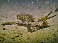 Dactylopus dactylopus