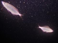 Caesioscorpis theagenes