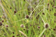 Cyperus teneristolon
