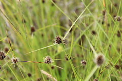 Cyperus teneristolon