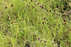 Cyperus teneristolon