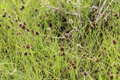 Cyperus teneristolon