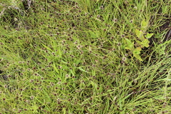 Cyperus teneristolon