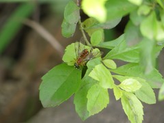 Diptera