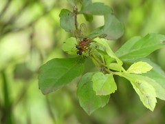 Diptera