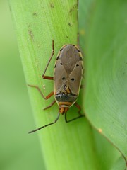 Probergrothius