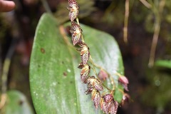 Pleurothallis restrepioides