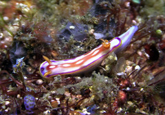 Hypselodoris kaname