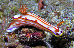 Hypselodoris kaname
