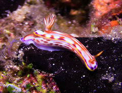 Hypselodoris kaname