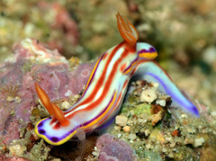 Hypselodoris kaname