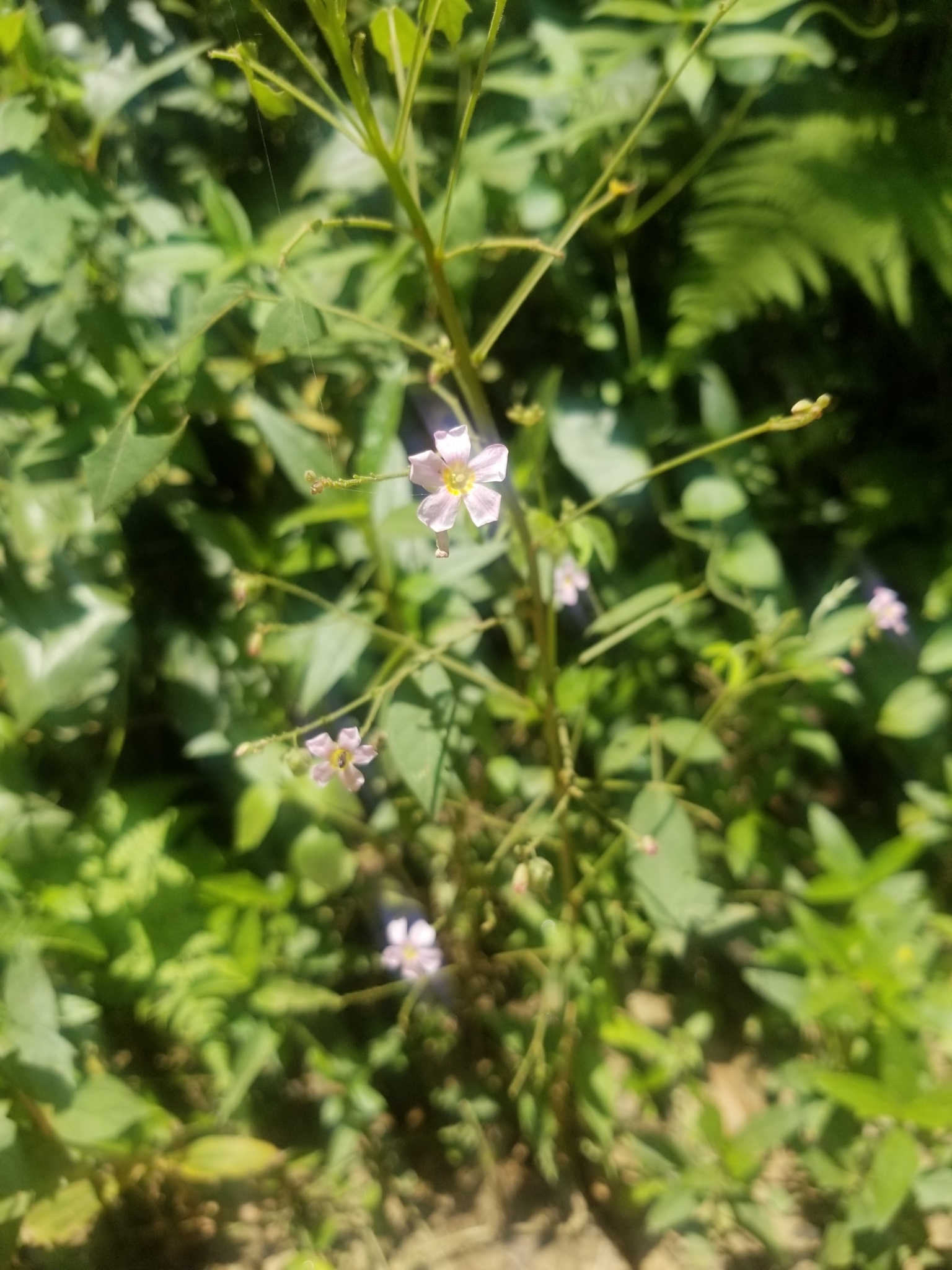 Talinum paniculatum