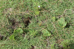 Senecio ruwenzoriensis