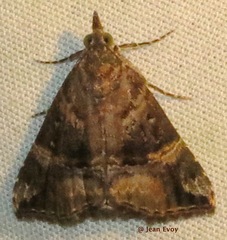 Hypena vetustalis